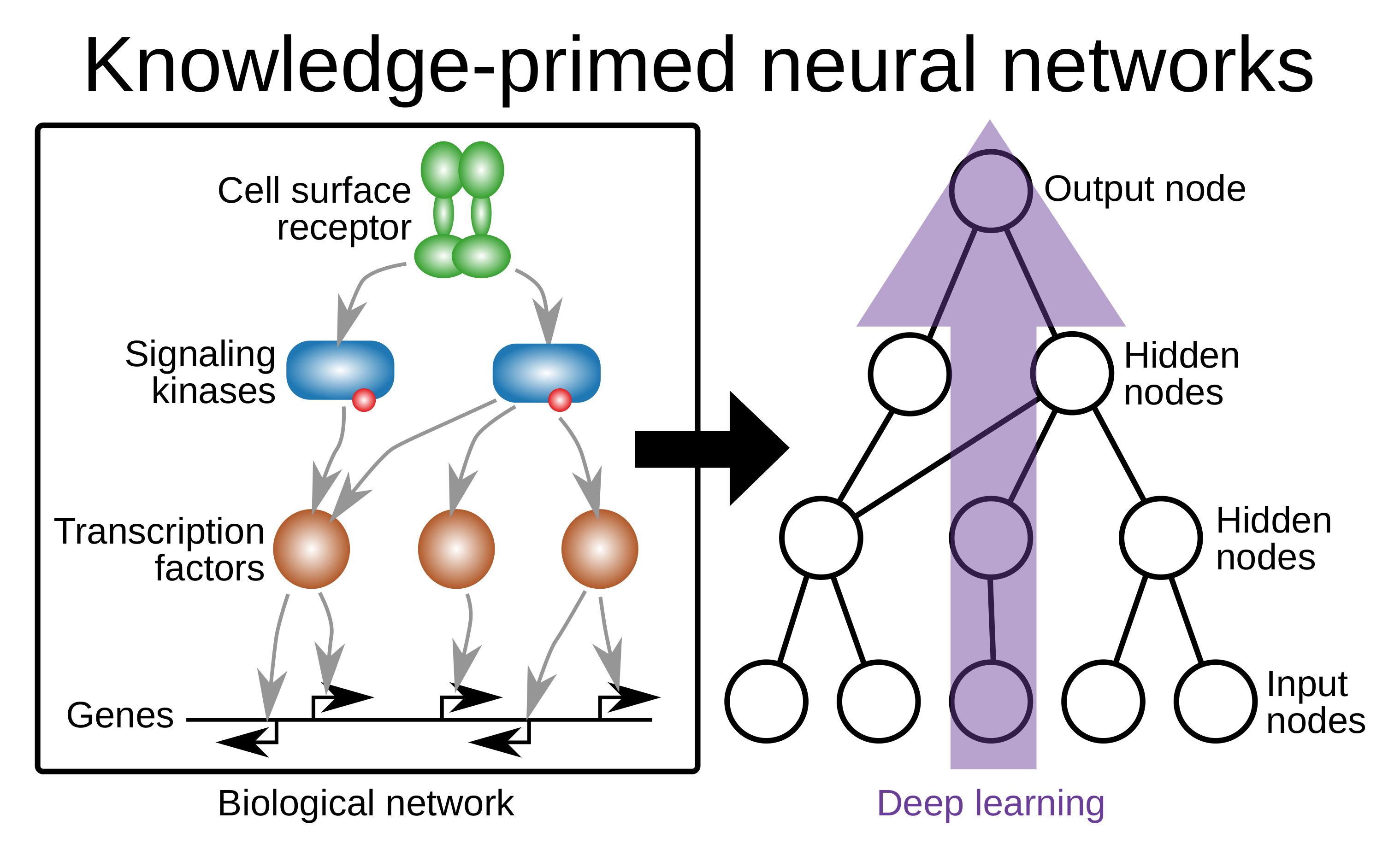 Left: a cell-surface receptor signals through kinases and transcription factors to genes. Right: the same wiring as a sparse neural network, with input nodes at the bottom, named hidden nodes in between, and one output node at the top.